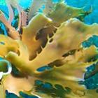 cientistas_criam_biocombustivel_com_algas_marinhas