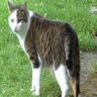gato_cleptomaniaco_aterroriza_cidade_na_suica