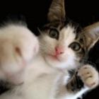 gato_aprendendo_a_lutar_boxe
