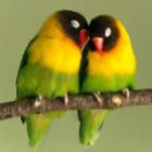 animais_tambem_xavecam