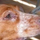 lei_criada_por_geraldo_preve_fim_do_sacrificio_dos_animais_em_todo_o_pais