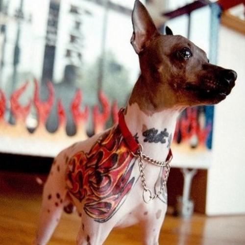 Tatuagens em cães e gatos?