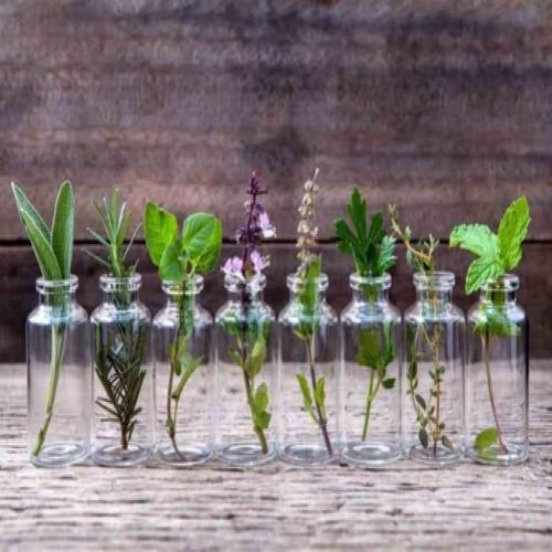Cultive 8 ervas aromáticas na sua cozinha