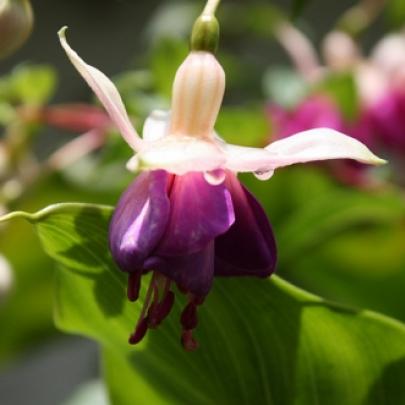 Flores Bailarinas, saiba quando florescem e como cuidar