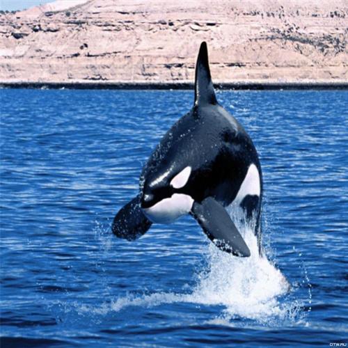 Alguns fatos curiosos sobre as baleias