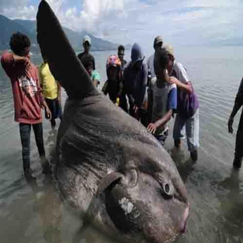 Peixe-lua gigante é encontrado na Indonésia!