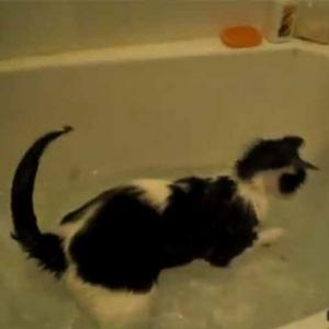 Gato perturbado caçando peixe imaginário na banheira.