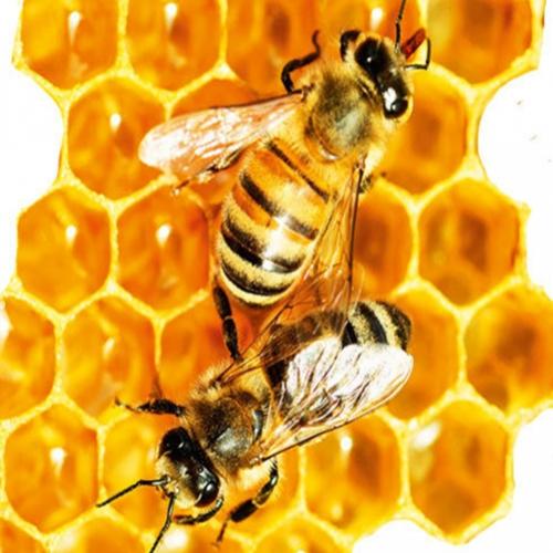 Por que o mel nunca estraga?