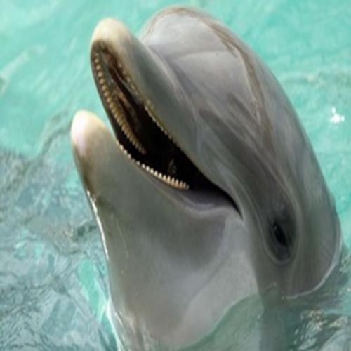 Curiosidades sobre os golfinhos 