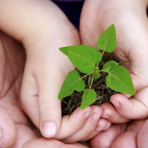 Construir ou plantar? O que você faz na sua vida?