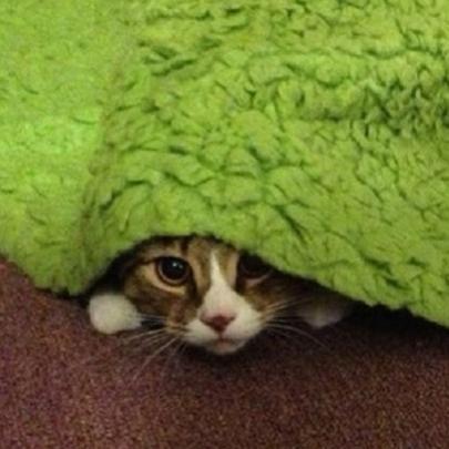 Gatos não são muito bons em esconde-esconde