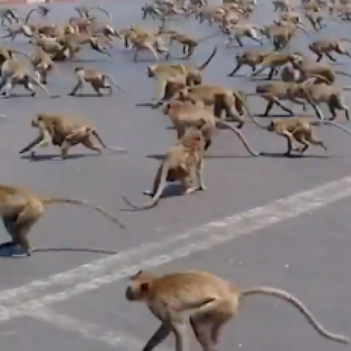 Macacos vão a guerra na Tailândia devido a Coronavirus