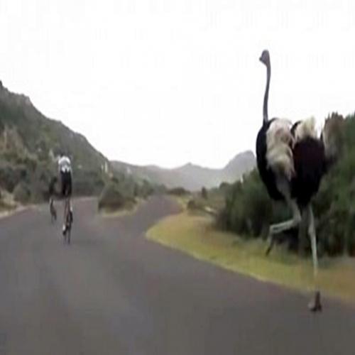 Avestruz perseguindo ciclistas na África será a coisa mais engraçada..