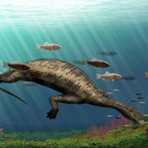 Réptil pré-histórico tem seus fósseis encontrados