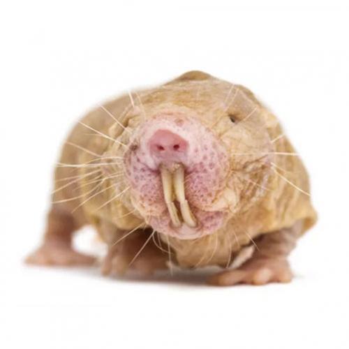 Revelados os segredos do rato-toupeira-pelado