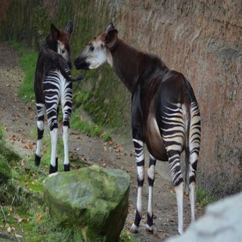 Conheçam os Ocapis, as girafas da floresta