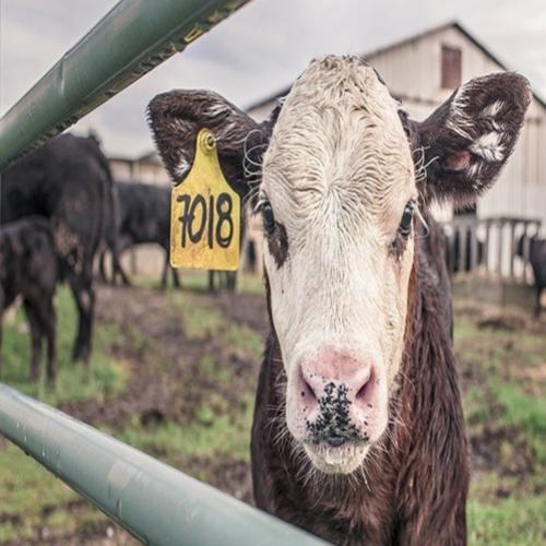 O que aconteceria com o planeta se ninguém comesse mais carne?