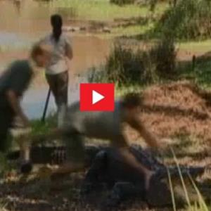 Caçadores enfrentam crocodilo para salvar ovos