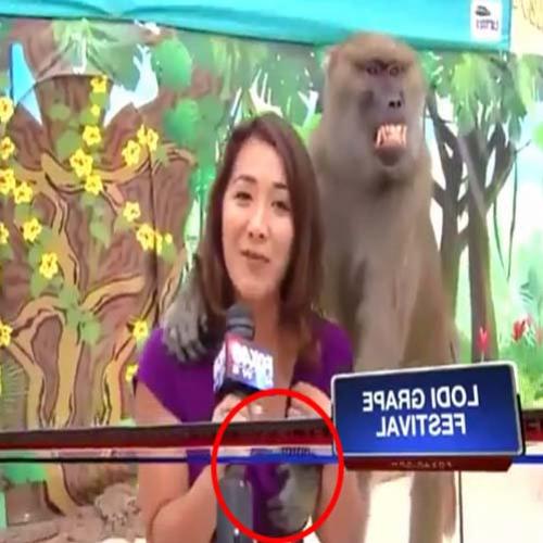 Jornalista é assediada por macaco Safadinho