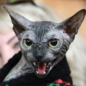  Gato defende bebe de maus tratos da Baba