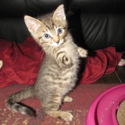 Superação de um gatinho sem patas dianteiras