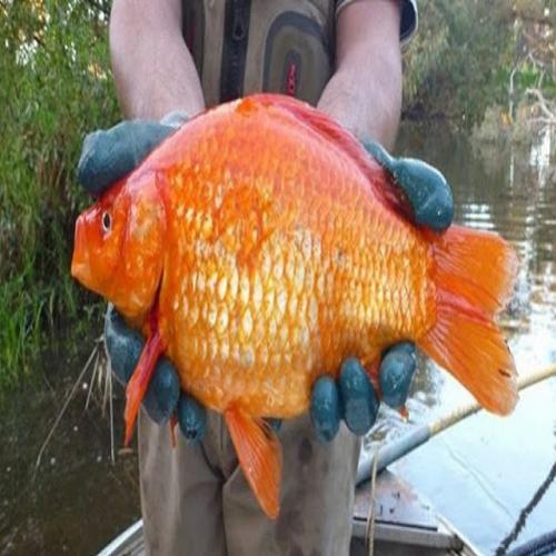 A monstruosa consequência de liberar um peixe dourado no rio