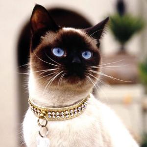 Gastos com animais de estimação podem chegar até R$ 10 mil por ano