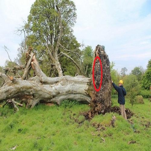 Árvore cai na Irlanda, mas ninguém esperava encontrar isso debaixo