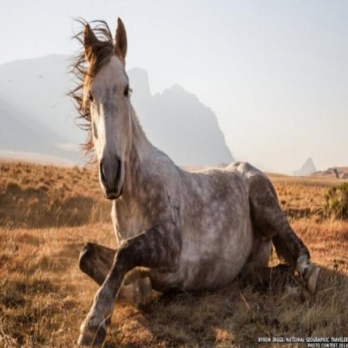 As vencedoras do concurso da National Geographic de 2014