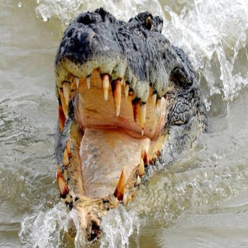 Homem sobrevive ao ataque de um crocodilo usando apenas um canivete