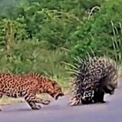 Veja como um porco-espinho se defende de um leopardo