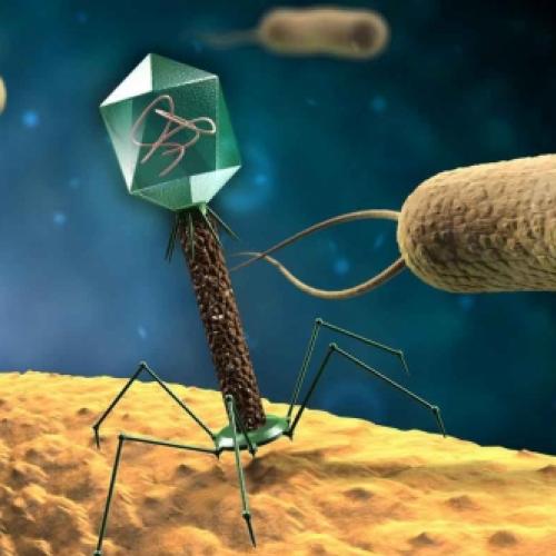 Cientistas pretendem usar os bacteriófagos contra bactérias super resi