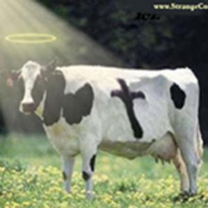 Você sabe por que a vaca é sagrada na Índia?