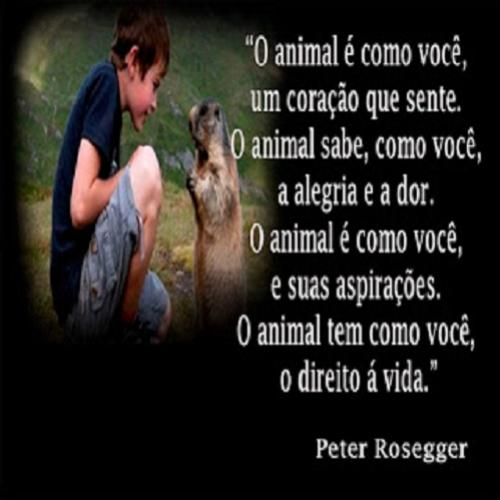 Frases para pensar – respeito aos animais