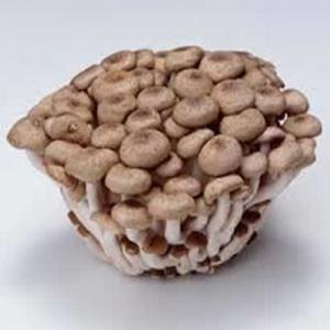 Shimeji | Cogumelo | Fonte de lisina e vitamina B1