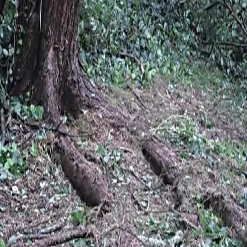 Homem andava em um bosque quando de repente viu uma “árvore respirando