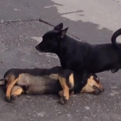 Cachorro tenta reanimar amigo atropelado