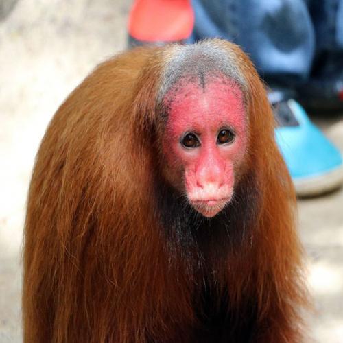 Só o ser humano fica calvo?