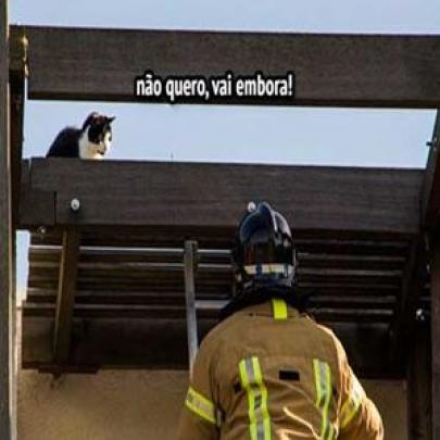 O gato que não queria ser resgatado