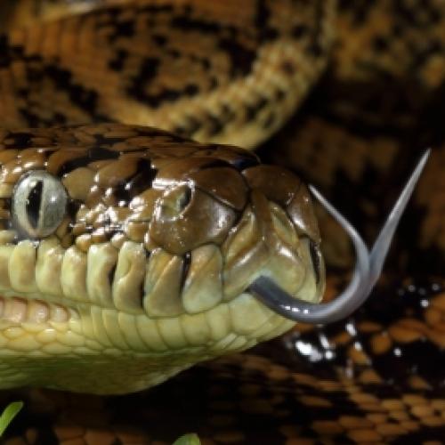 Mulher é picada por cobra ao sentar no vaso sanitário.