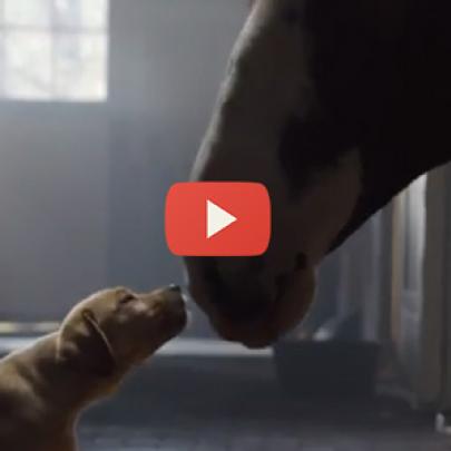 Emocionante comercial da Budweiser: amor entre cachorro e cavalo