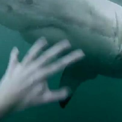 Australiano mergulha e fica cara a cara com enorme tubarão