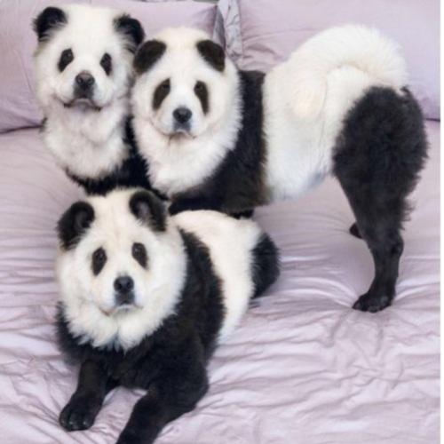 Cachorros ''transformados'' em pandas chamam atenção por onde passam