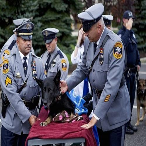 Cachorro herói ganha emocionante cerimônia de despedida