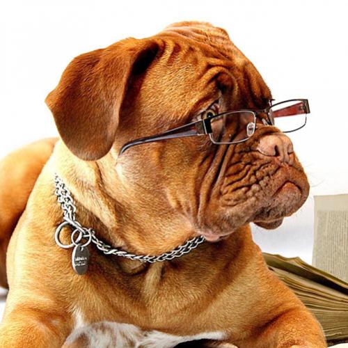 Cachorros mais inteligentes e seus comportamentos