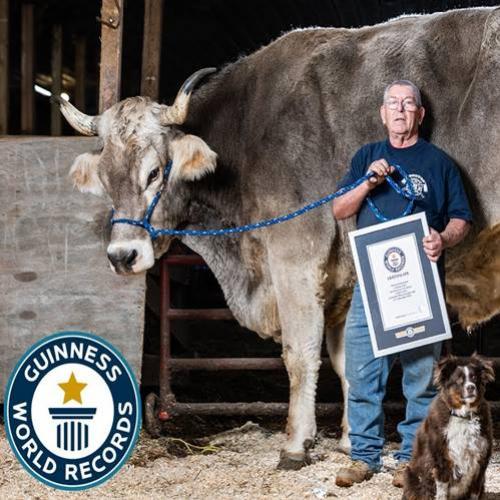 Bovino gigante estabelece recorde para o boi mais alto do mundo