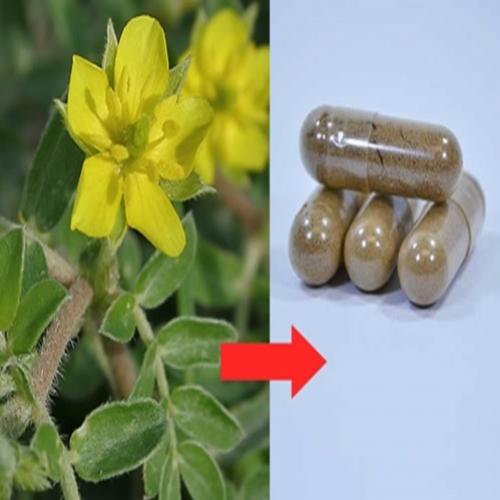 O que é tribulus terrestris? Tambem usado para ganhar massa muscular 