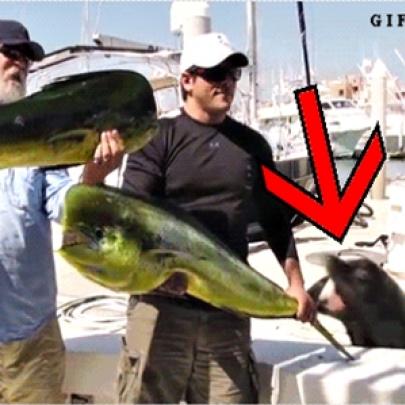 Foca rouba peixe gigante de pescador 