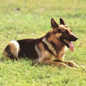 Cão impede assalto