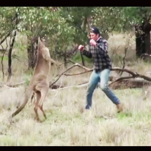 Canguru lutador de MMA acaba quase nocauteado